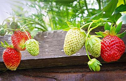 《文明7》本周迎来了大更新 但好评率还是没上去